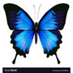 The Blue butterfly’s ###