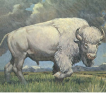White Bison