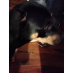 Dogs the beast