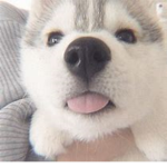 Hi I will give friends robux