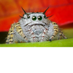 Spider_Squad.