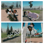 *+ WILD VALLEY EQUESTRIAN+*