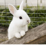 Anya Bunny