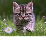 kitties are cute!!!