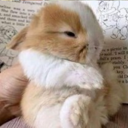 ✧∘*