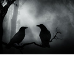 Mystical crows