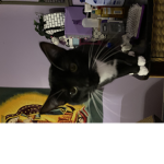 Cat1244