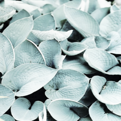 blue plant Roblox decal