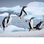 De Penguin Army