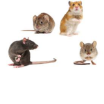 Rodents United (All rodents allowed)