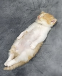 AnimalsFam