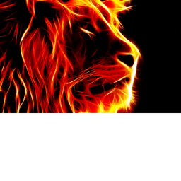 lions vs tigers