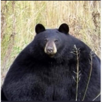 jungle bear
