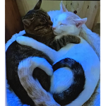 ~•EpikCats!•~