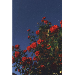 Red heart’s