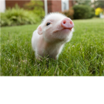 Piggy rule's