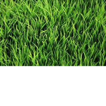 Grass