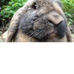 Rabbit Cafe