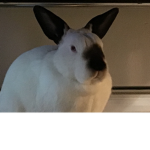 Friends and Bunnies