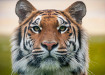 The Wild Wonder Cats