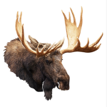 Moose Unitėd