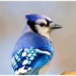 Birdcore Studio