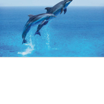 dolphins are the best