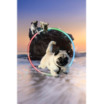 Pugs and Avocado