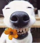Happy Honey’s Btools
