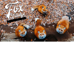 The Village Of Foxes