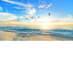 THE PARADISE ISLAND