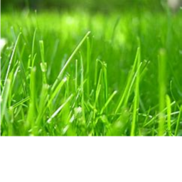 TOUCH GRASS