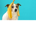 BANANA DOGS ARE CUTE