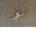 Lizard army 22