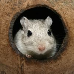 Gerbil Hangout
