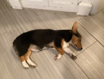 uwu pups