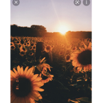 Sunny Vibes! :)