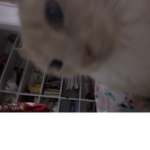 my cat kiki