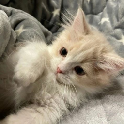。°˖ ʚ ♡ ɞ 。°