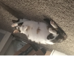 Goofie bunny