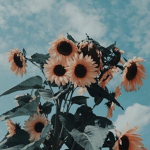 Sunflowers!!!!!!!!!