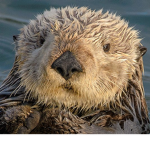 Gaming Otters
