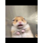 Ratatouille is hot