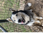 Rook the Siberian husky