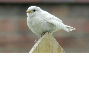Chop copious amount of wood for a bird