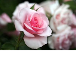 DaHood _