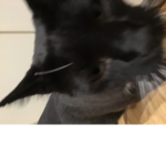 the roblox cat's group