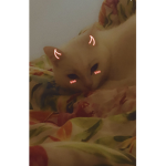 ToxicKitty Sqaud