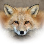 Red-fox rock