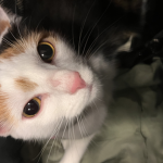 miya。